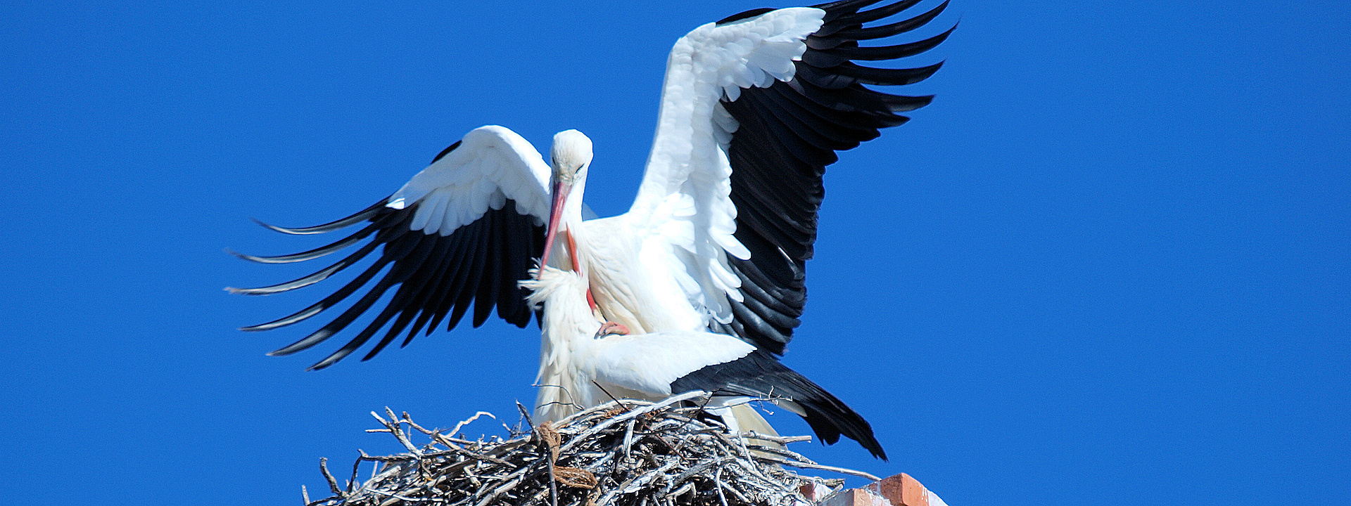 Create Without Limits